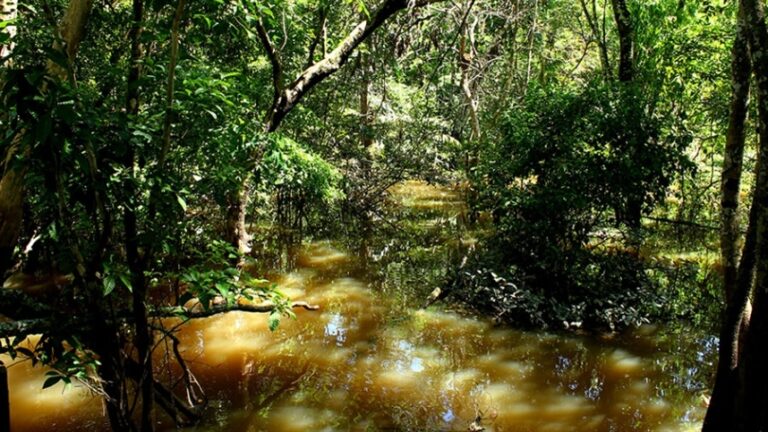 Fungo amazônico Trichoderma agriamazonicum revoluciona controle biológico e combate superbactérias