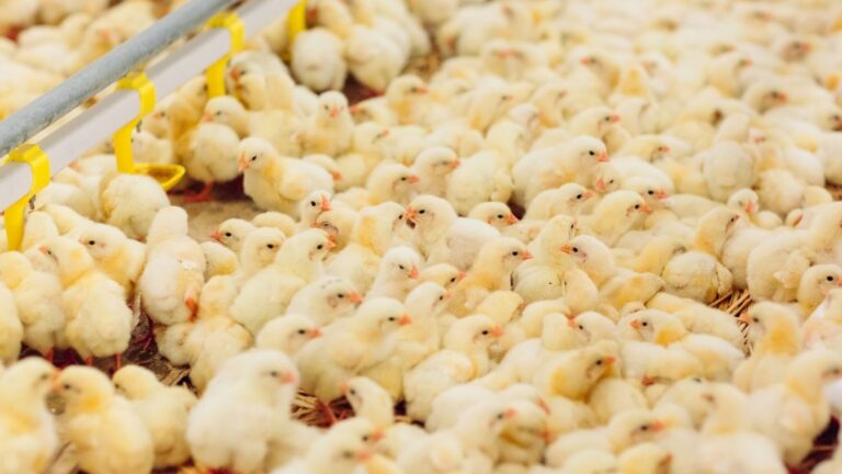 Peru amplia unidades habilitadas para exportar material genético animal