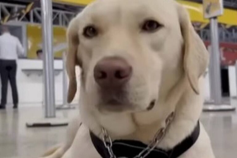 Justiça condena TAP por impedir embarque de cão de assistência de adolescente autista