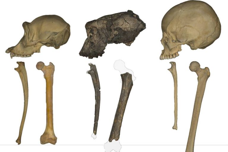 Evidências de bipedalismo em ancestral humano de 7 milhões de anos
