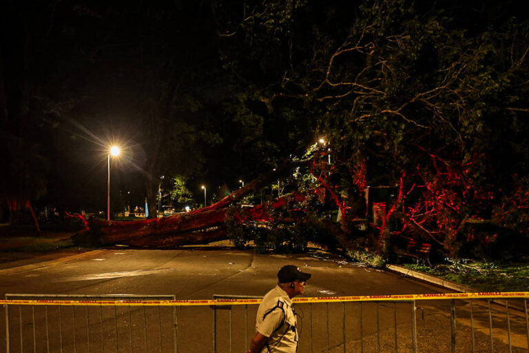 Queda de árvore no Ibirapuera gera ferimentos e investigações sobre a saúde das raízes