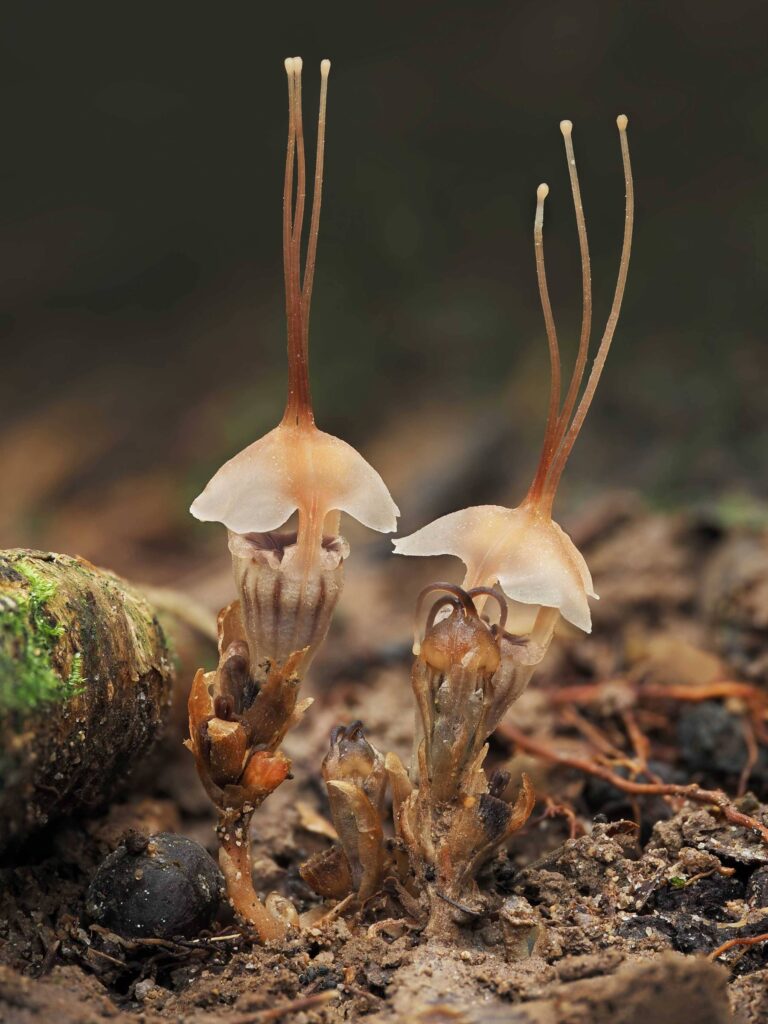 Planta Parasita Descoberta na Malásia Revela Estratégia Única de Sobrevivência
