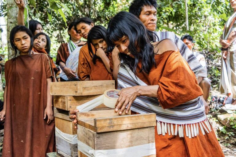 Peru reconhece legalmente direitos das abelhas amazônicas sem ferrão