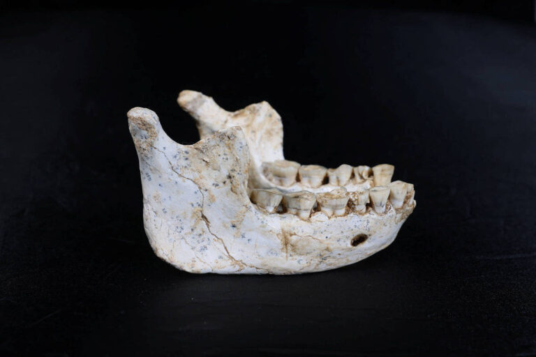Fósseis de 770 mil anos apresentam traços mistos do gênero Homo