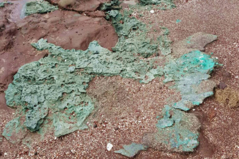 Ninhos de tartaruga-verde acumulam rochas plásticas na Ilha de Trindade
