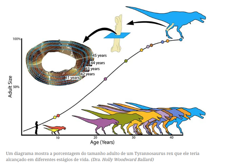 T rex demorou até 35 anos para alcançar 8 toneladas, revela estudo