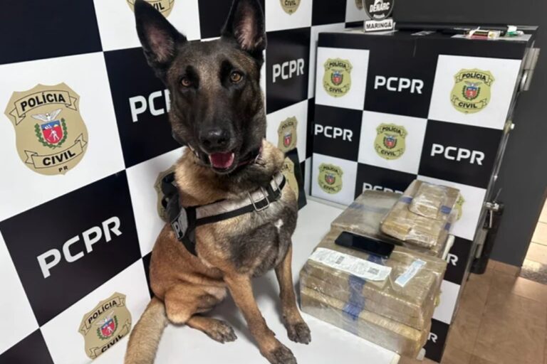 Maconha apreendida em ônibus resulta na prisão de homem no Paraná