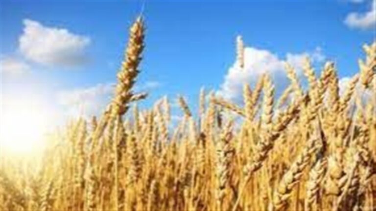 Mercado de trigo registra queda após melhora climática no Hemisfério Norte