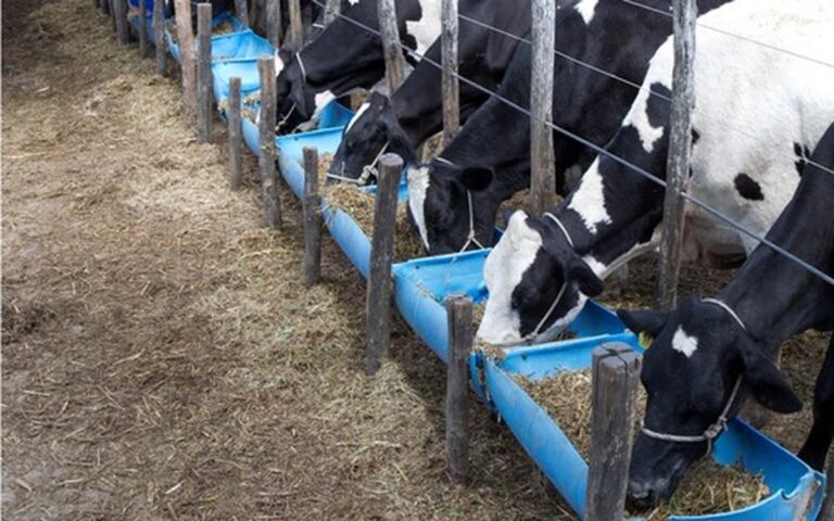Pequenos produtores de leite enfrentam desafios com acordo Mercosul-UE
