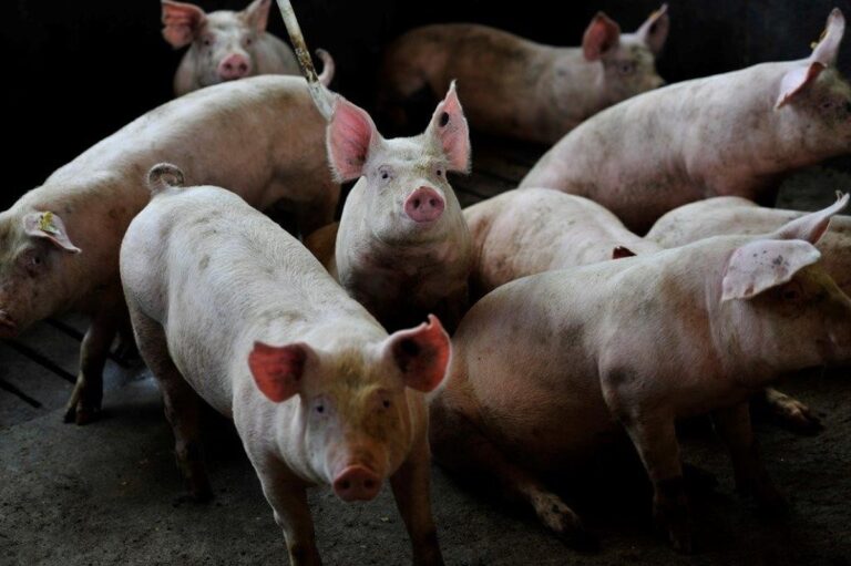 Custos de produção de suínos sobem enquanto gastos com frango recuam em 2025