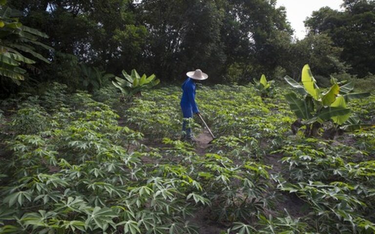 TCU avalia denúncias sobre venda casada no crédito rural de bancos