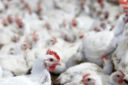 Exportação de carne de frango do Brasil supera recorde apesar da gripe aviária