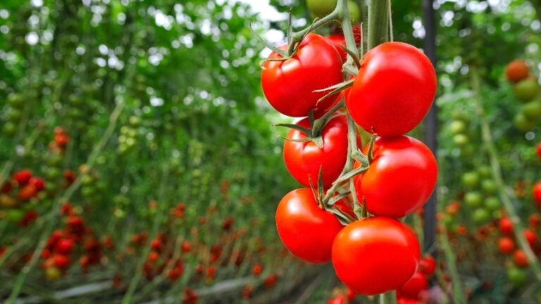 Ciclo do tomate: atenção fundamental em todas as fases do cultivo