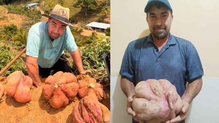 Agricultor colhe batata-doce gigante com técnica ancestral influenciada pela lua