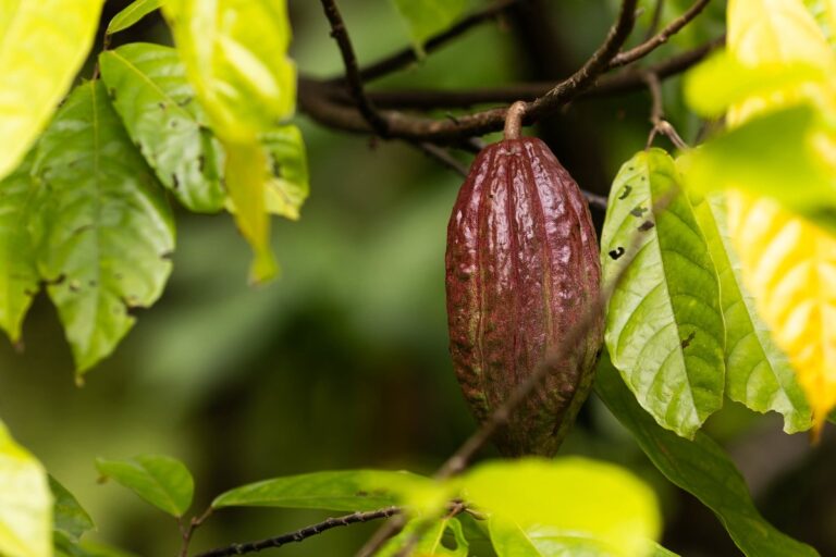 Preços do cacau, açúcar e suco de laranja sobem em Nova York