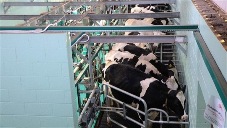 Produtores de leite criam associação para enfrentar crise no setor no Paraná