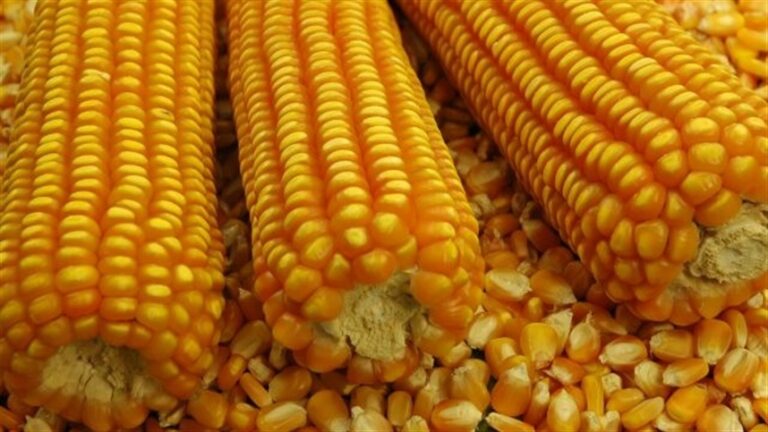 Milho-verde enfrenta prejuízos por altas temperaturas no Vale do Caí