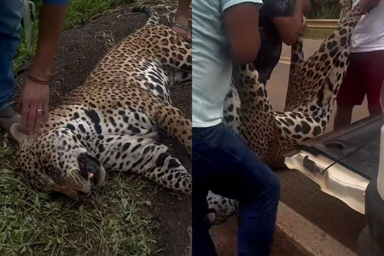 Indígenas Xavante resgatam onça-pintada atropelada na BR-070
