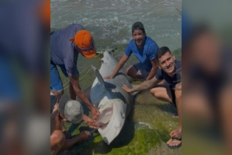 Pescadores tiram tubarões da água em são miguel do gostoso rn