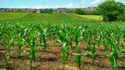 Como o agronegócio enfrenta o risco climático a cada safra