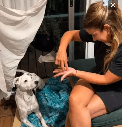 Cão surdo demonstra capacidade notável para compreender sinais visuais