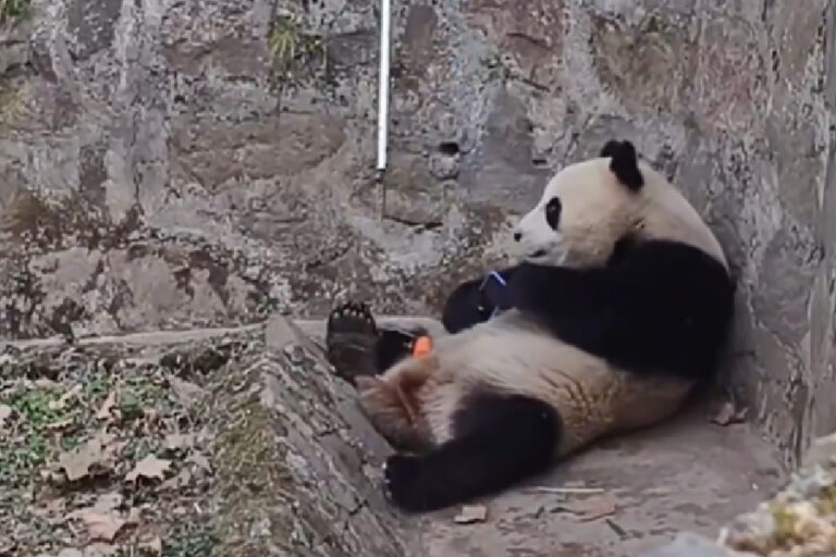 Panda Qingling resiste a devolver celular na Base Panda de Dujiangyan