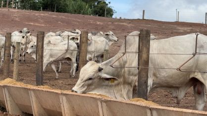 Milho floculado impulsiona eficiência e inovação na pecuária brasileira