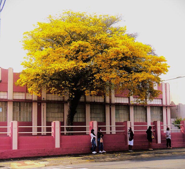 Ipê amarelo simboliza legado do professor Aristeu em Ponta Grossa