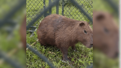 Capivara é resgatada com plástico no corpo perto do rio Pinheiros em São Paulo