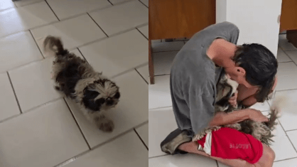 Reação da cadela define disputa judicial por cachorro perdido no Rio Grande do Sul