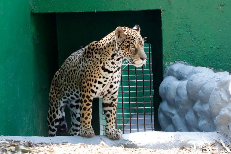 Zoo de Cascavel registra recorde de público nas férias de verão