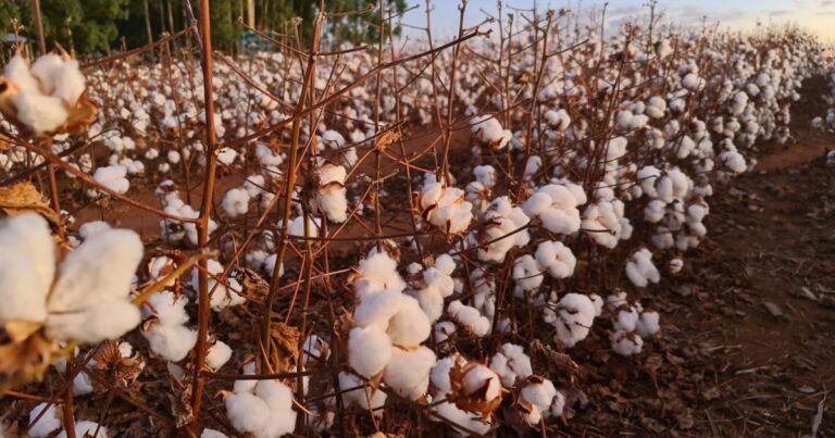 Faturamento do agronegócio brasileiro deve recuar em 2026, revela CNA