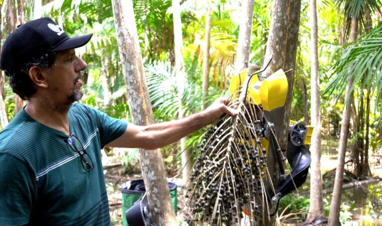 Robô para colheita de açaí aumenta renda de coletores na Amazônia