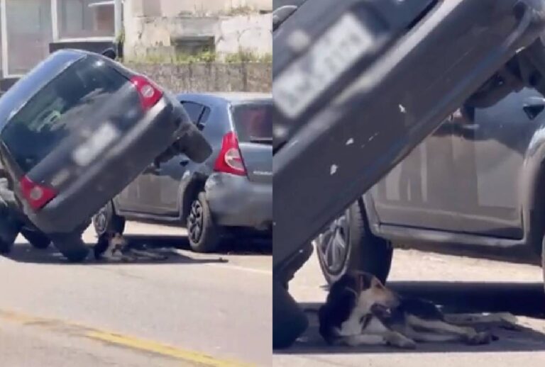 Cachorro descansa à sombra após acidente em Campina Grande do Sul