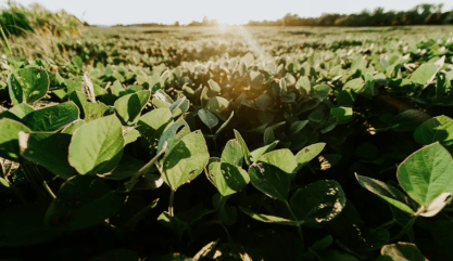 Inteligência artificial impulsiona receita em 33% das empresas do agronegócio