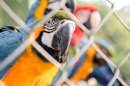 Polícia federal deflagra operação contra venda ilegal de animais silvestres em São Paulo