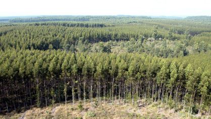 Embrapa utiliza inteligência artificial para mapear áreas agrícolas abandonadas no Cerrado