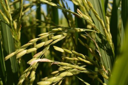 Preços do arroz caem no Sul do Brasil devido ao excedente global