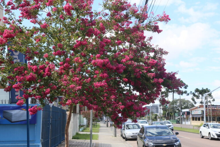 Espécies de árvores mais comuns em Curitiba revelam mudanças no urbanismo