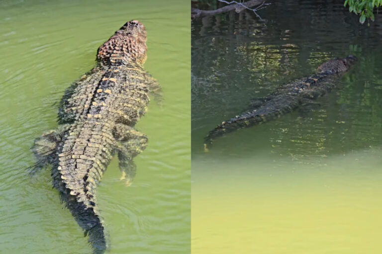 Jacaré gigante é filmado nadando no rio Javaés em Tocantins