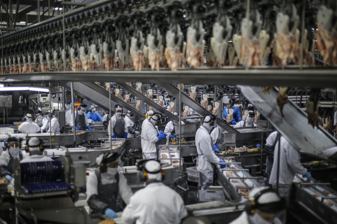 Paraná lidera exportação de frango para 150 mercados internacionais em 2025