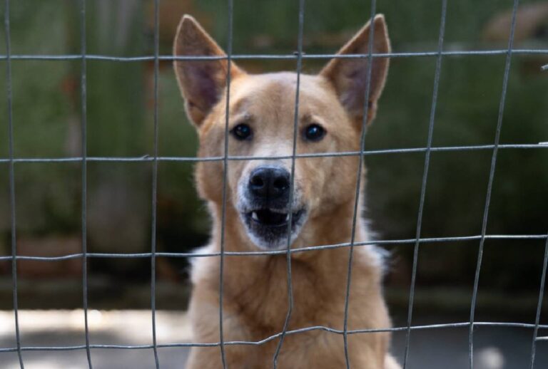 Feira de adoção em Curitiba reúne 15 cães e gatos em busca de lar