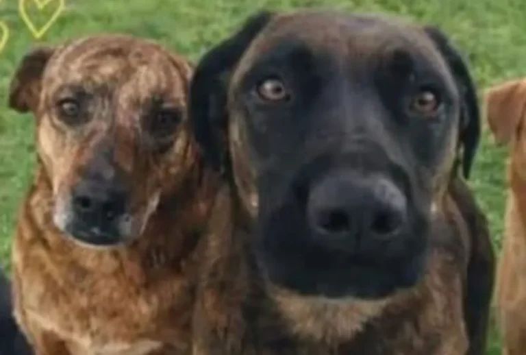 Cães do Mercado Livre seguem desaparecidos em Araucária