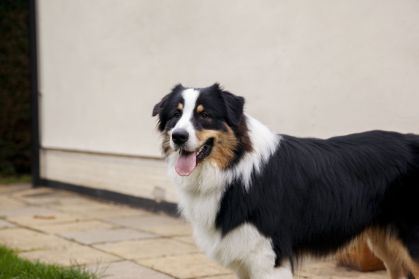 Cães inteligentes aprendem palavras ouvindo conversas humanas