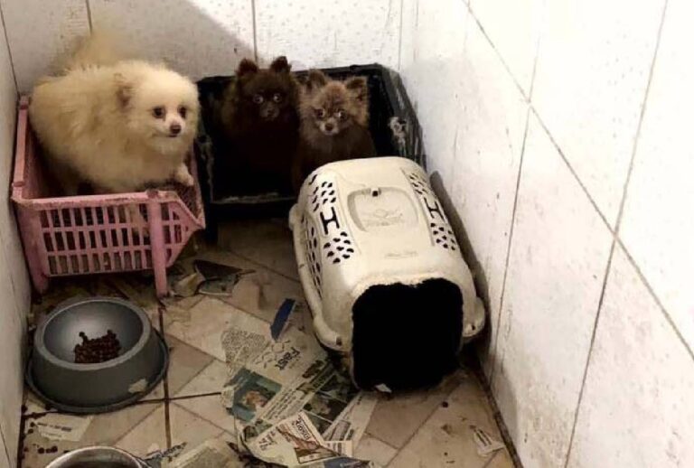 Polícia resgata 50 cães vítimas de maus-tratos em Piraquara