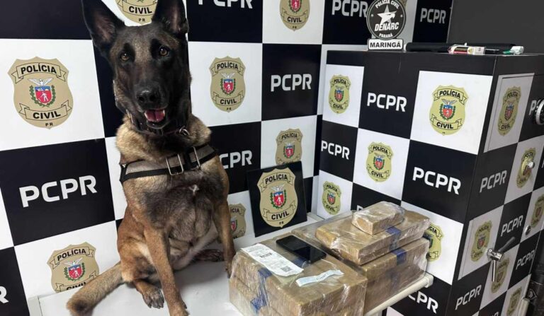 Cão de faro localiza 22kg de maconha em rodoviária do Paraná