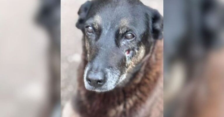 Adolescente deixa de ser suspeito na morte do cão Orelha em Santa Catarina