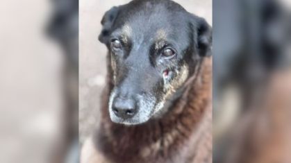 Investigação da polícia em SC apura maus-tratos contra cão Orelha