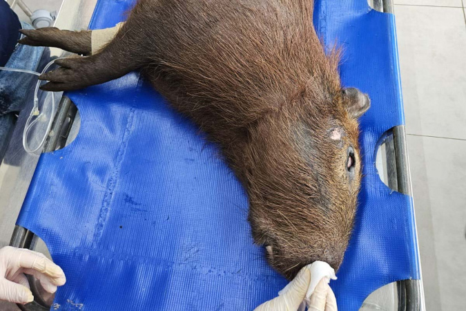 IAT devolve capivara atropelada à natureza no Sudoeste do Paraná