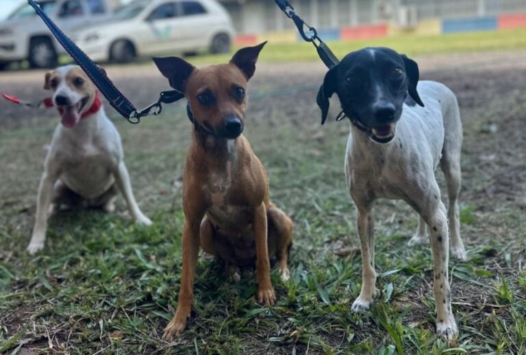 Castração gratuita para cães e gatos beneficia oito cidades da Grande Curitiba